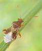 Rhopalus subrufus
